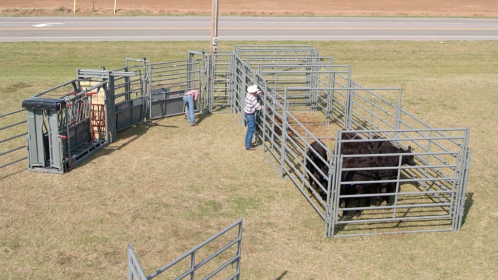 EZ Duz It Panel Systems in use corralling a group of black cattle