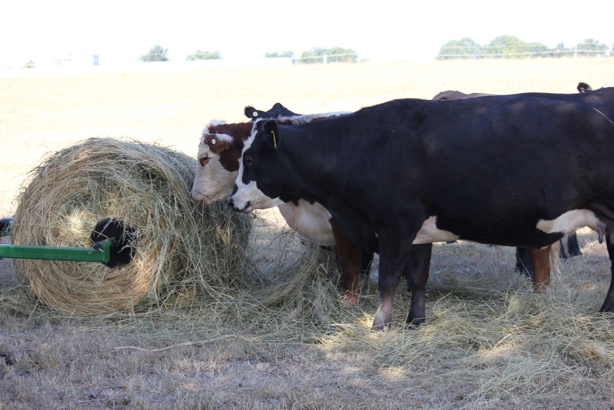3-Point Unroller Complete in use rolling out hay for a group of cattle